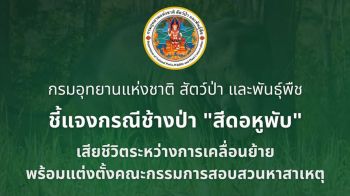 อุทยานฯแจง‘ช้างสีดอ’ล้ม อ้างสำลักอาหารหลังยิงยา คนรักช้างจี้หาผู้รับผิดชอบ