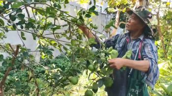 นักกีฬาตะกร้อลอดห่วงวัยเก๋า  ใช้เวลาว่างจากซ้อมทำเกษตร