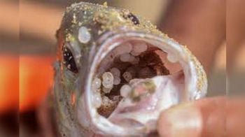 Science Update : ‘นาโนพลาสติก’ ส่งผลกระทบปลา