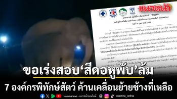 7 องค์กรพิทักษ์สัตว์ ขอเร่งสอบ สีดอหูพับ ล้ม ค้านเคลื่อนย้ายช้างที่เหลือ