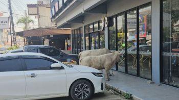 ชาวบ้านพะเยา ฮือฮา! วัวสามแม่ลูกบุกเมือง