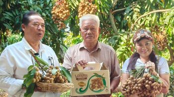 รายงานพิเศษ : เกษตรกรบ้านแพ้ว แชร์เคล็ดลับ ‘ลำไยพวงทอง’ เนื้อแน่น หวานกรอบ เมล็ดเล็ก แห้ง กำไรน่าพอใจ