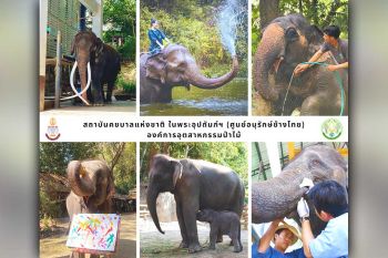‘อ.อ.ป.’ เปิดลิสต์กิจกรรม ปี 69 สัมผัสความน่ารัก ‘ช้างไทยแบบ Exclusive ตลอดปี’