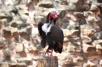 รมว.ทส.ชื่นชมองค์การสวนสัตว์ฯ หลังเพาะขยายพันธุ์ ‘พญาแร้ง’ สัตว์ป่าใกล้สูญพันธุ์สำเร็จ