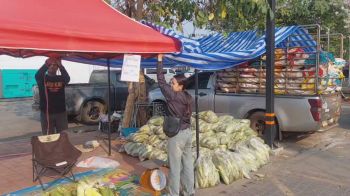 ชาวไร่ข้าวโพดหวานโคราชเปิดท้ายขายถูก หลังล้นตลาดทำราคาเหลือ กก.ละ 5 บาท