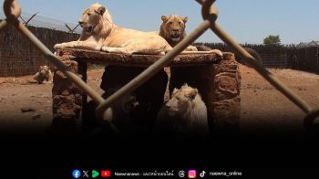 โพลนานาชาติชี้ นักท่องเที่ยวร้อยละ 70 อาจเลี่ยงแอฟริกาใต้  หากกลับมาเดินหน้าอุตสาหกรรมเพาะเลี้ยงสิงโตในกรง