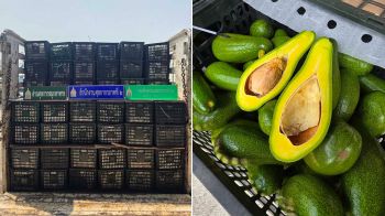ศุลกากรภาคที่ 2 จับกุมอะโวคาโดสด ลักลอบนำเข้า มูลค่ากว่า 7 แสนบาท