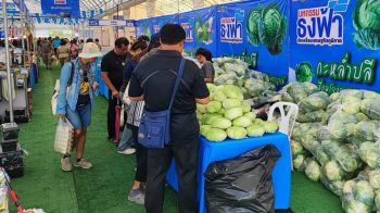 พาณิชย์เพชรบูรณ์ลุย! ‘กู้วิกฤตกะหล่ำปลี’ พยุงรายได้เกษตรกรสู้ภัยราคาตกต่ำ