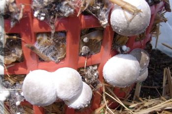 ​วว. แนะเพาะเห็ดฟางในตะกร้า รับประทานในครัวเรือน เสริมรายได้มั่นคง