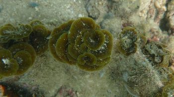 ​นักวิจัย ค้นพบ ‘สาหร่ายทะเล’4 ชนิดใหม่ของโลก ยืนยันความสมบูรณ์น่านน้ำไทย