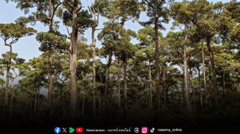 บทความพิเศษ : ‘นิทานแห่งความดี’ ปลูกต้นยางนา สร้าง “บ่อน้ำมันจากต้นไม้”