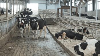 Health News : โรคปากและเท้าเปื่อยระบาดในวัวที่จีน