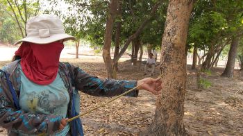 สกู๊ปพิเศษ : ไปเปิบสุดยอดเมนูเด็ด ป่นจักจั่น  มีให้ทานปีละ 1 ครั้ง ที่ จ.อำนาจเจริญ