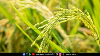 SCBX จับมือ Net Zero Carbon พลิกโฉมข้าวไทยสู่ Low Carbon ยกระดับเกษตรกรไทยอย่างยั่งยืน