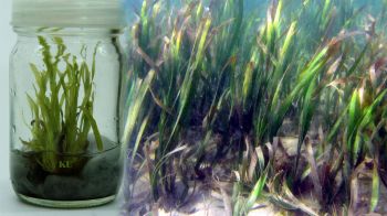 ความหวังทะเลไทย นักวิจัย มก. เพาะเนื้อเยื่อ ‘หญ้าคาทะเล’ สำเร็จ เพิ่มมิติความหลากหลายทางชีวภาพ