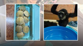 จับหนุ่มอินเดีย ลอบค้าสัตว์ป่า คาสุวรรณภูมิ ยึดของกลางอื้อ