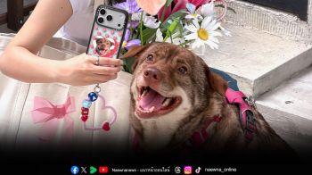 CASETiFY ชวนแต่งแต้มทุกโมเมนต์กับสัตว์เลี้ยง  ผ่าน Pets Collection และ Custom Stickers Studio