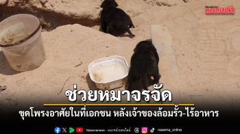 นายกพัทยา ลงช่วยเหลือสุนัขจรจัดกว่า 30 ตัว ถูกล้อมรั้วอดอาหาร