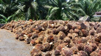 ชง4ข้อถึง‘ศุภจี’ คลายล็อกส่งออกน้ำมันปาล์ม