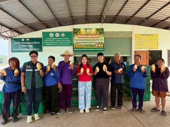 กรมการค้าภายในเร่งเชื่อมโยงรับซื้อมะม่วงพิษณุโลก ดันราคานำตลาด คาดระบายผลผลิตกว่า 30 ตัน