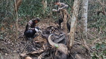 หาตัวพรานป่า โยงจุดไฟล่ากระทิง ลามเผากว่า5พันไร่