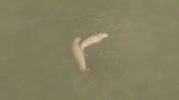 พะยูนคืนถิ่นเมืองตรัง! สำรวจพบแล้ว 72 ตัว หลังหญ้าทะเลฟื้นตัว