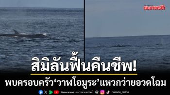 สิมิลันฟื้นคืนชีพ! พบครอบครัว ‘วาฬโอมูระ’ 4 ตัว แหวกว่ายอวดโฉม