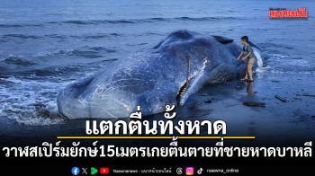 แตกตื่นทั้งหาด วาฬสเปิร์มยักษ์ 15 เมตร เกยตื้นตายที่ชายหาดบาหลี