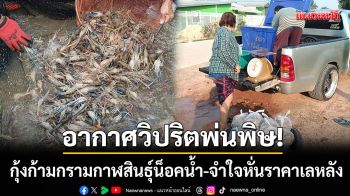 อากาศวิปริตพ่นพิษ! กุ้งก้ามกรามกาฬสินธุ์น็อคน้ำพุ่ง 200 กก. จำใจหั่นราคาเลหลัง