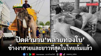 ปิดตำนาน พลายทองใบ ช้างงาสวยและยาวที่สุดในไทยล้มแล้ว