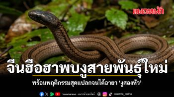 จีนฮือฮาพบงูสายพันธุ์ใหม่ พร้อมพฤติกรรมสุดแปลกจนได้ฉายา งูสองหัว