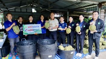 สหกรณ์บุรีรัมย์ส่งเสริมผลักดัน ตลาดทุเรียนน้ำแร่โนนสุวรรณ