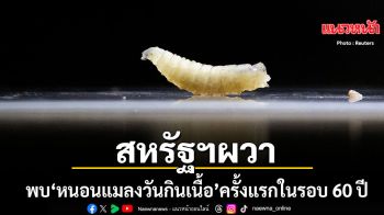 สหรัฐผวา ยืนยันพบ หนอนแมลงวันเจาะเนื้อ ในลูกวัว ครั้งแรกในรอบ 60 ปี