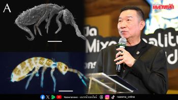 ค้นพบ \'แมลงหางดีดพระรามเก้า\' แมลงชนิดใหม่ของโลกที่สวนป่า NSM พร้อมนำมาจัดแสดงในพิพิธภัณฑ์พระรามเก้า อพวช.