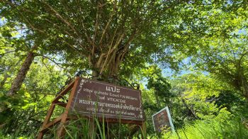 รายงานพิเศษ : ชื่นชมต้นไม้ทรงปลูกของ \'เจ้าฟ้าพัชรกิติยาภาฯ\' ที่ภูเขาไฟกระโดง