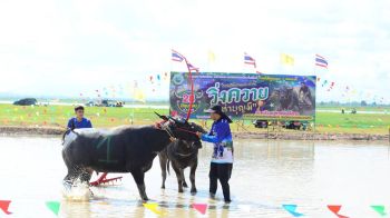 อบต.ท่าบุญมี จัดประเพณีวิ่งควายท่าบุญมี ตามโครงการส่งเสริมพัฒนาแหล่งท่องเที่ยว
