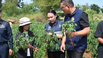 พาณิชย์ ติดตามแปลงมันกาญจนบุรี หนุนท่อนพันธุ์ดี 5 ล้านลำ