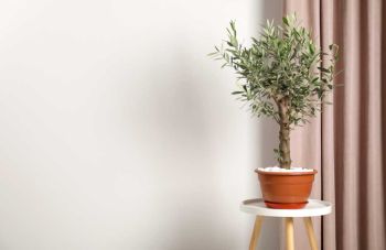 ชวนรู้จัก Olive de Casa ผู้นำเข้าต้นมะกอกโอลีฟ สำหรับตกแต่งบ้าน