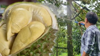 ศรีสะเกษนำร่องปลูก \'ทุเรียนภูเขาไฟ GI คาร์บอนต่ำ\' ยกระดับผลผลิตสู่สากล