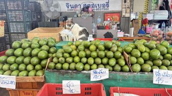 ตลาดสี่มุมเมืองจัดทัพ อะโวคาโด 60 แผง ชู 7 พันธุ์เด่นตลอดปี