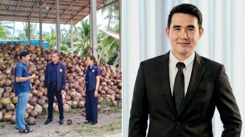 พาณิชย์ เกาะติดการรับซื้อมะพร้าวแกง ช่วยเหลือเกษตรกรต่อเนื่อง