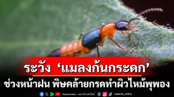 ระวัง  ‘แมลงก้นกระดก’ ช่วงหน้าฝน พิษคล้ายกรดทำผิวไหม้พุพอง