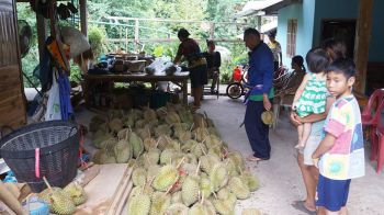ลูกค้าแห่ซื้อทุเรียนอินทรีย์ 100% สวนดังวังสะพาน ผลผลิตคุณภาพ 30 ไร่ขายหมดเกลี้ยงทุกปี