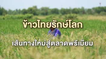 \'ข้าวรักษ์โลก\' ทางรอดใหม่ของชาวนาไทย ศูนย์วิจัยข้าวปทุมธานี หนุนชาวนาผลิตข้าวคาร์บอนต่ำ เพิ่มมูลค่ายั่งยืน