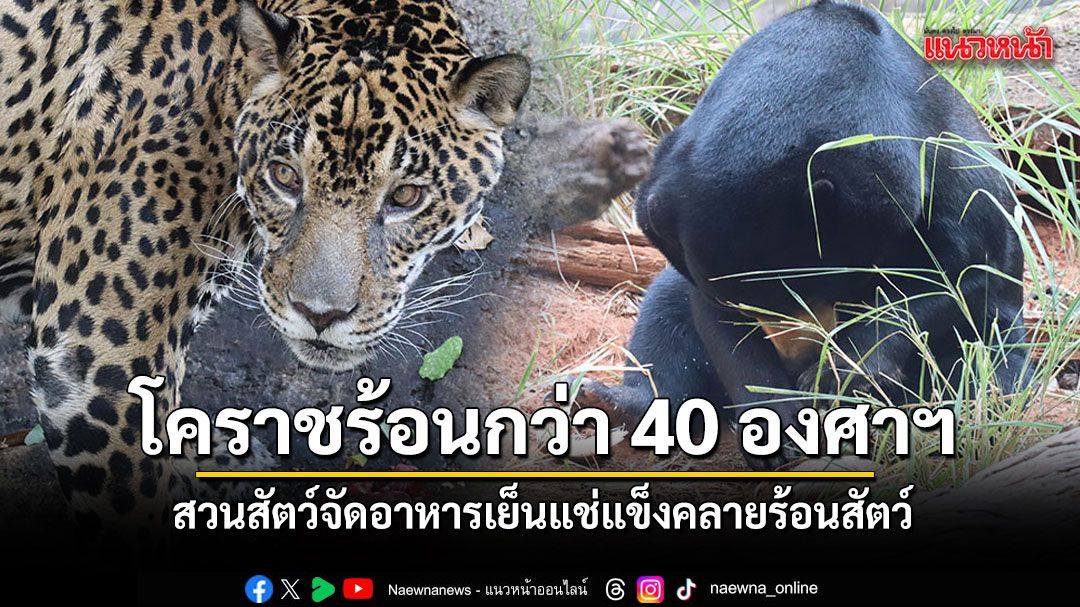 โคราชร้อนปรอทแตกกว่า 40 องศาฯ สวนสัตว์จัดอาหารเย็นแช่แข็งคลายร้อนสัตว์