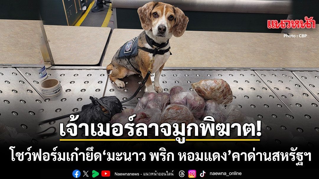 อย่าหวังจะเล็ดลอด! เมอร์ลา สุนัข K9 โชว์ฟอร์มเก๋ายึด มะนาว พริก หอมแดง คาด่านสหรัฐฯ