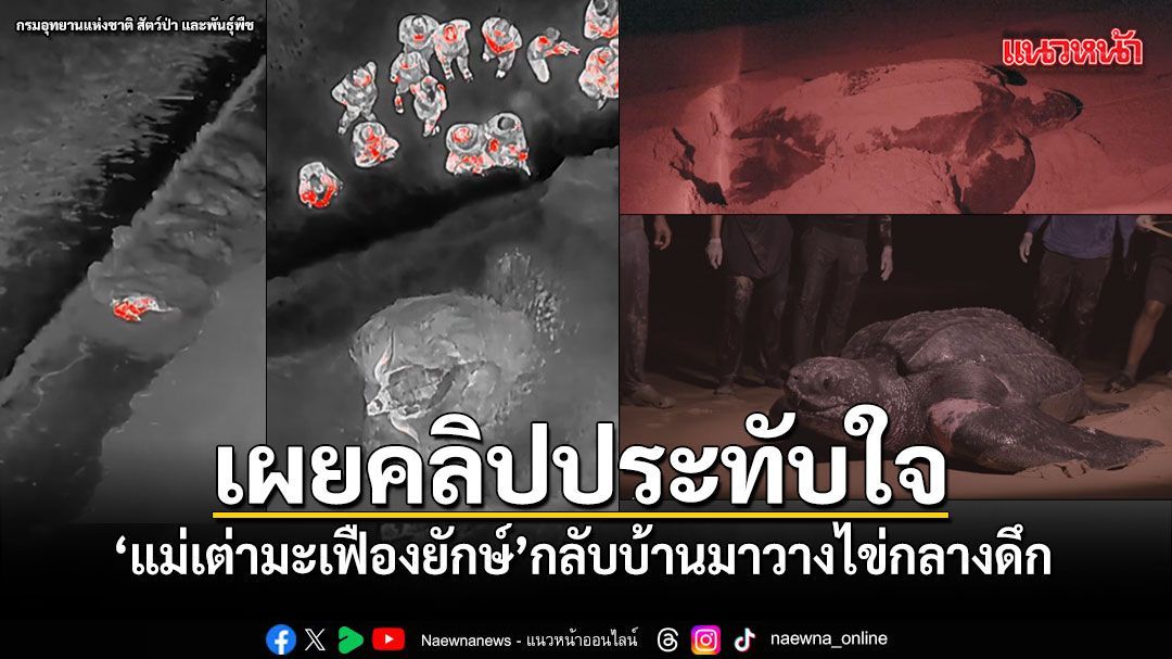 กรมอุทยานฯเผยคลิป แม่เต่ามะเฟืองยักษ์โผล่วางไข่กลางดึก เจ้าหน้าที่ซุ่มเงียบดูแลความปลอดภัย