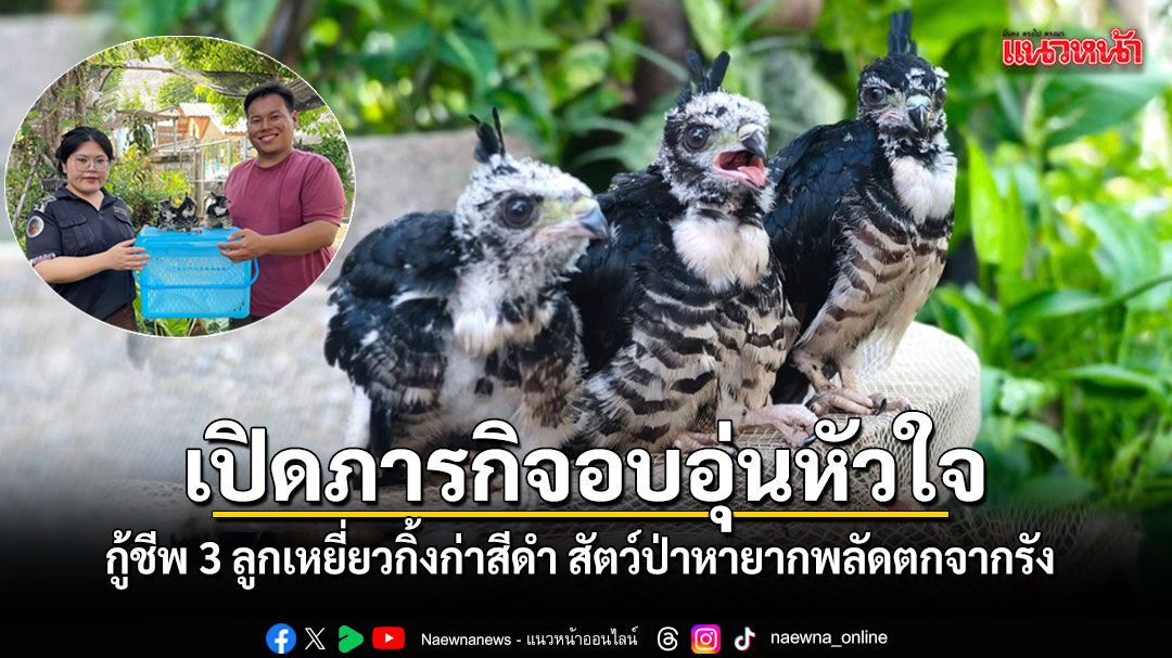 เปิดภารกิจอบอุ่นหัวใจ กู้ชีพ 3 ลูกเหยี่ยวกิ้งก่าสีดำ สัตว์ป่าหายากพลัดตกจากรังที่แม่ฮ่องสอน