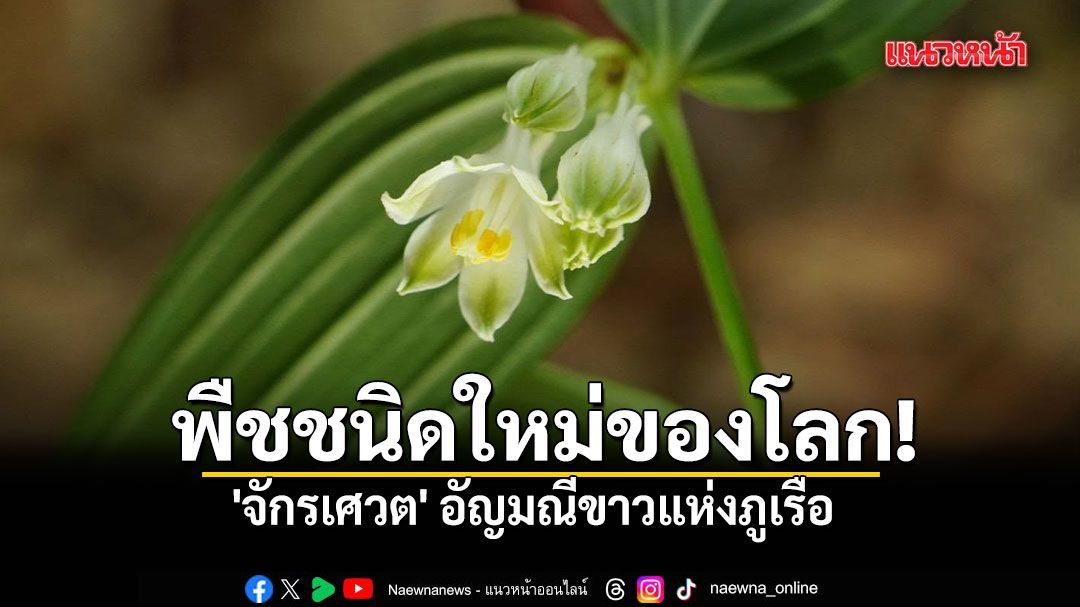 พืชชนิดใหม่ของโลก! 'จักรเศวต' อัญมณีขาวแห่งภูเรือ หลักฐานความสมบูรณ์บนผืนป่าเมืองเลย