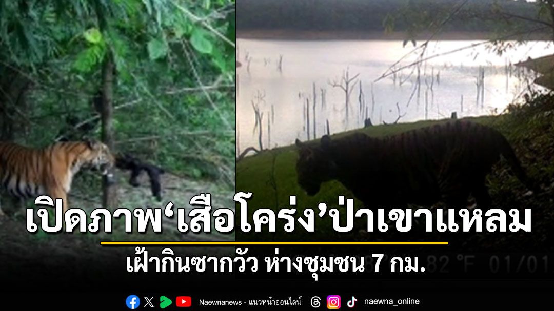 เปิดภาพ เสือโคร่งเพศผู้ กลางป่าเขาแหลม เฝ้ากินซากวัว ห่างชุมชน 7 กม.
